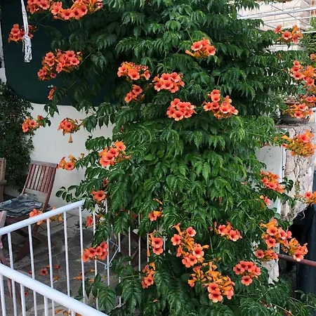 Apartment Cozy New Flat For 2 Or 3 *