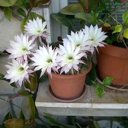 Cozy New Flat For 2 Or 3 * هفار